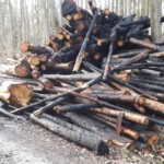 verkohlte Holzstämme