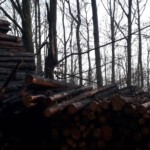 verkohlte Holzstämme