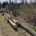 Die betroffenen Stämme